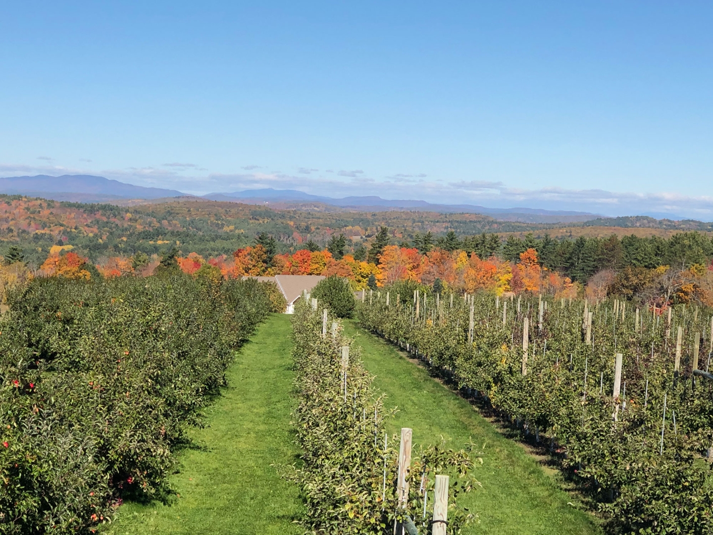 Carter Hill Orchard